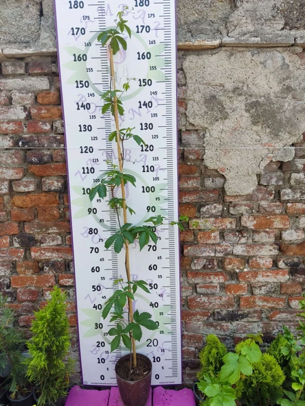 Parthenocissus quinquefolia (Amerikan Sarmaşığı) - Yaprak Döken, 150+ CM Sarmaşık - 1