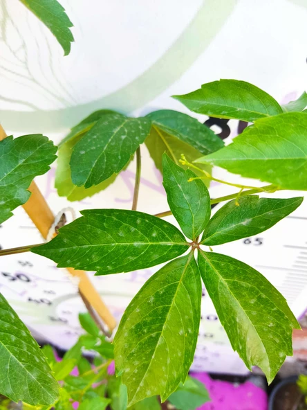 Parthenocissus quinquefolia (Amerikan Sarmaşığı) - Yaprak Döken, 150+ CM Sarmaşık - 4