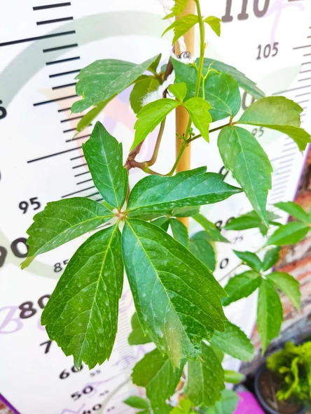 Parthenocissus quinquefolia (Amerikan Sarmaşığı) - Yaprak Döken, 150+ CM Sarmaşık - 3