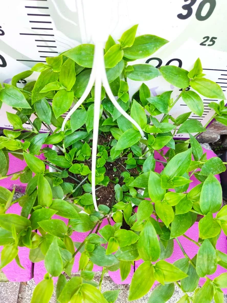 Askılı saksıda Telgraf Çiçeği (Hibiscus trionum) - Yeşil ve Göze Çarpan Süs Bitkisi - 2