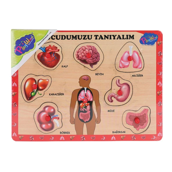 ONY-287 288 Ahşap Tutmalı Vücumuzu Tanıyalım -Onyıl Oyuncak ürün görseli 1