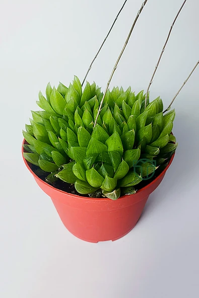 Haworthia Cymbiformis – Şeffaf yapraklı büyük boy sukulent - 2