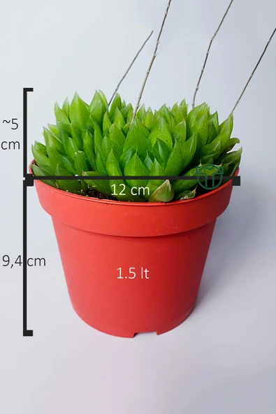 Haworthia Cymbiformis – Şeffaf yapraklı büyük boy sukulent - 5