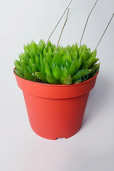Haworthia Cymbiformis – Şeffaf yapraklı büyük boy sukulent