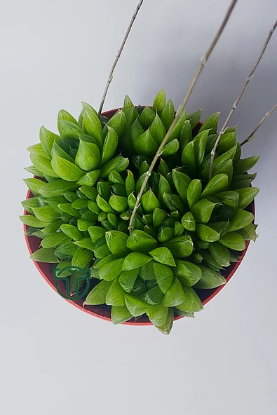 Haworthia Cymbiformis – Şeffaf yapraklı büyük boy sukulent - 3