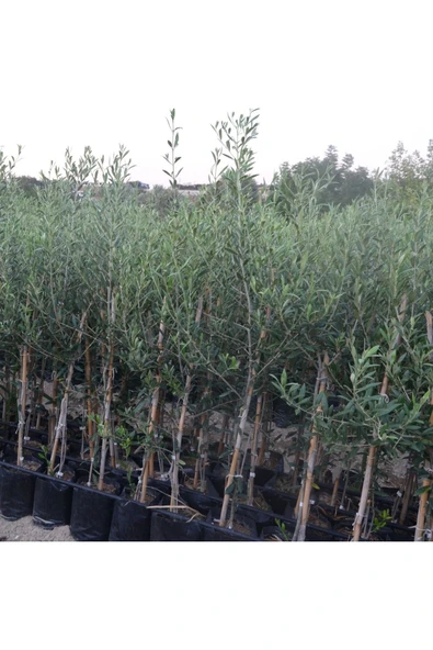 3 yaş bol Meyveli Tüplü Arbequina Bodur İspanyol Zeytin Fidanı 150-180 cm - 3