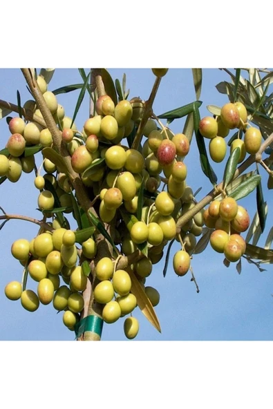3 yaş bol Meyveli Tüplü Arbequina Bodur İspanyol Zeytin Fidanı 150-180 cm - 2