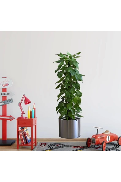 Pratik Saksılı Bitki Tasarımlı Yapışkanlı Sticker Resim 90*30 Cm Mc-665 - 2