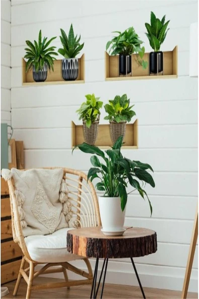 Raflı Bitki Tasarımlı Yapışkanlı Sticker 20*30 Cm 3lü Set Mc-663 - 2