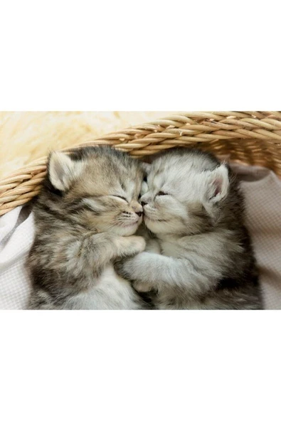 -Puz.500 Dolces Gatitos - 2