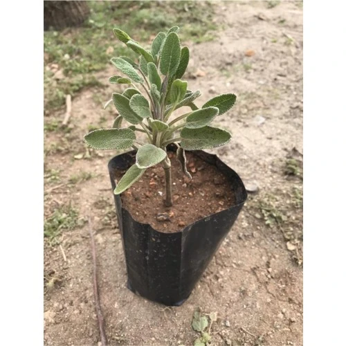 Geleneksel Adaçayı Fidanı Fidesi Tüplü 1 Adet 15-25 cm - Resim 2