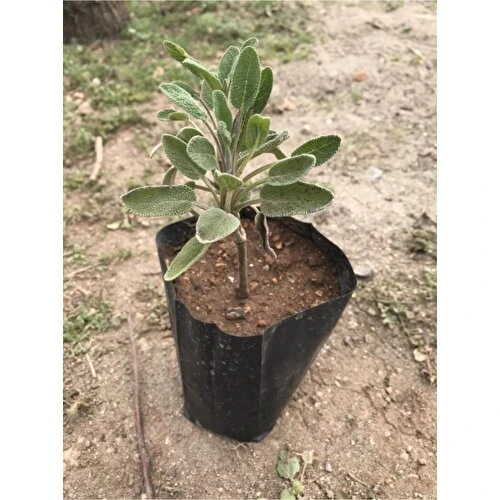 Salvia Officinalis Adaçayı Fidanı Fidesi Tüplü 1 Adet 15-25 cm ürün görseli