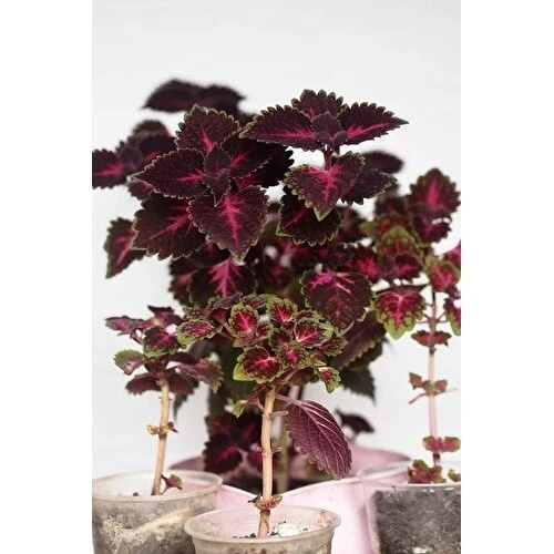 Leaf Beauty Kolyos Flower Yaprak Güzeli Kolyos Çiçeği 3 Adet - Resim 2