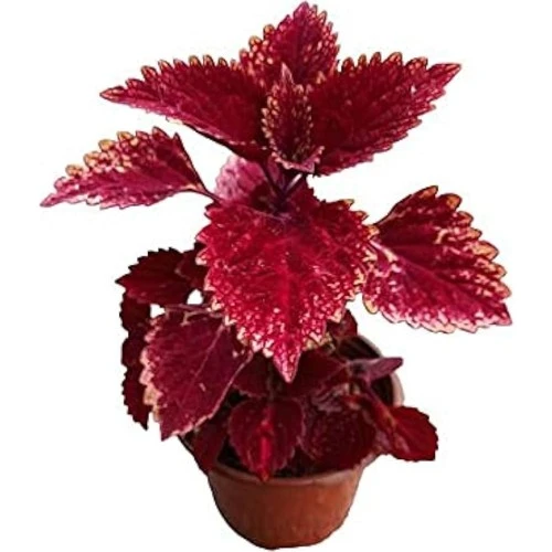 Yaprak Güzeli Kolyos Bordo 10-20 cm ürün görseli