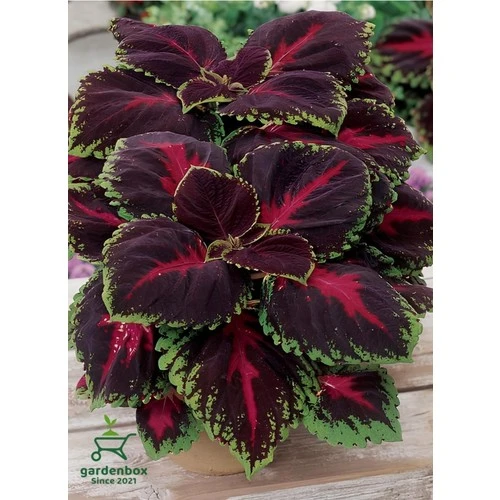 Yaprak Güzeli Çiçeği Kolyos Saksılı 10-20 cm - Resim 2