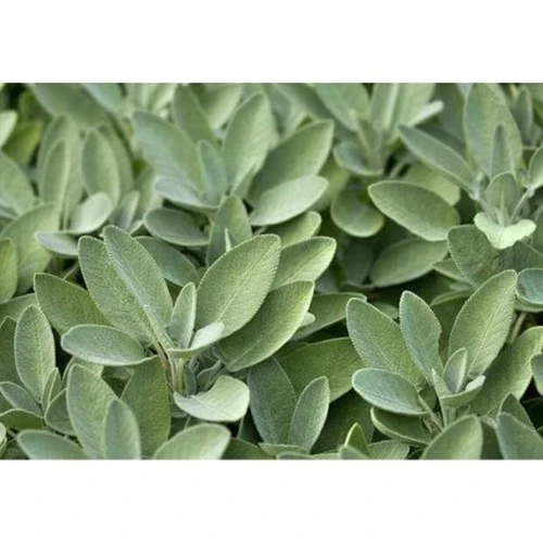 Salvia Officinalis Adaçayı Fidanı Fidesi Tüplü 1 Adet 15-25 cm - Resim 2