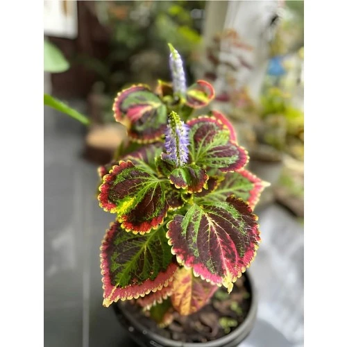 Kolyos Yaprak Güzeli Çiçeği 1 Adet 10-20 cm Saksılı - Resim 2