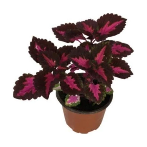 Yaprağı Güzel Kolyos Çiçeği Fidanı Flower With Beautiful Leaves 10-20 cm - Resim 2