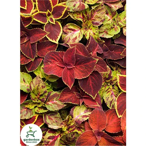 Sihirbaz Yaprak Güzeli Çiçeği Saksılı (Kolyos-Kolyoz) 10-20 cm - Resim 3