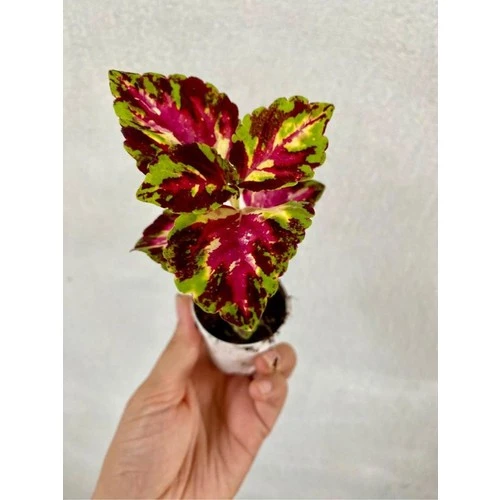 Sihirbaz Yaprak Güzeli Çiçeği Saksılı (Kolyos-Kolyoz) 10-20 cm ürün görseli