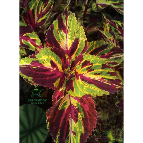 Sihirbaz Yaprak Güzeli Çiçeği Saksılı (Kolyos-Kolyoz) 10-20 cm - Resim 2