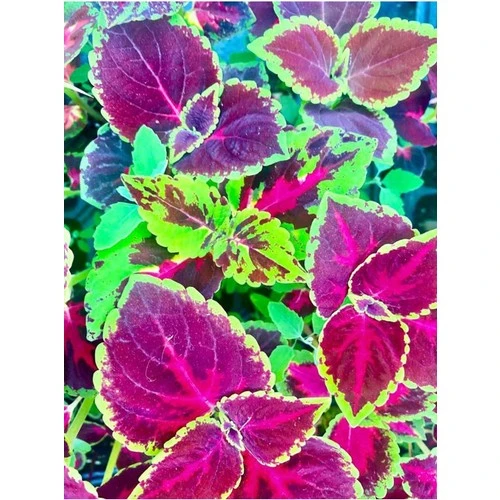 Bordo Yeşil Renk Yaprak Güzeli Çiçeği 1 Adet 10-20 cm - Resim 3