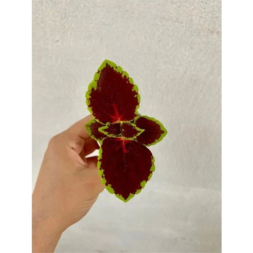 Bordo Yeşil Renk Yaprak Güzeli Çiçeği 1 Adet 10-20 cm ürün görseli