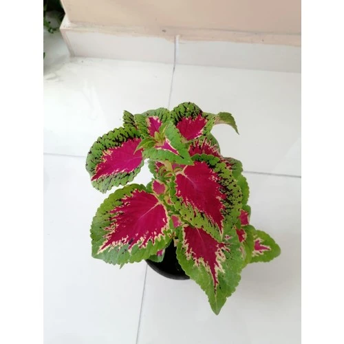 Kolyos Yaprak Güzeli Çiçeği Saksıda 10-20 cm - Resim 2