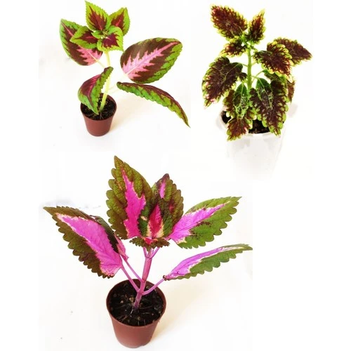 Mix Yaprak Güzeli Set Kolyos 3 Adet ürün görseli