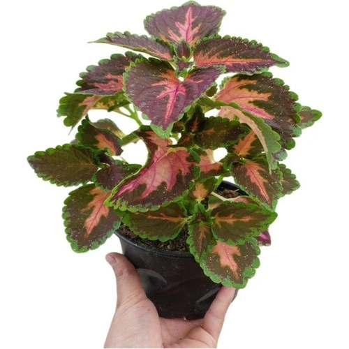 Yaprağı Güzel Kolyos Çiçeği Fidanı Özel Renk 10-20 cm ürün görseli