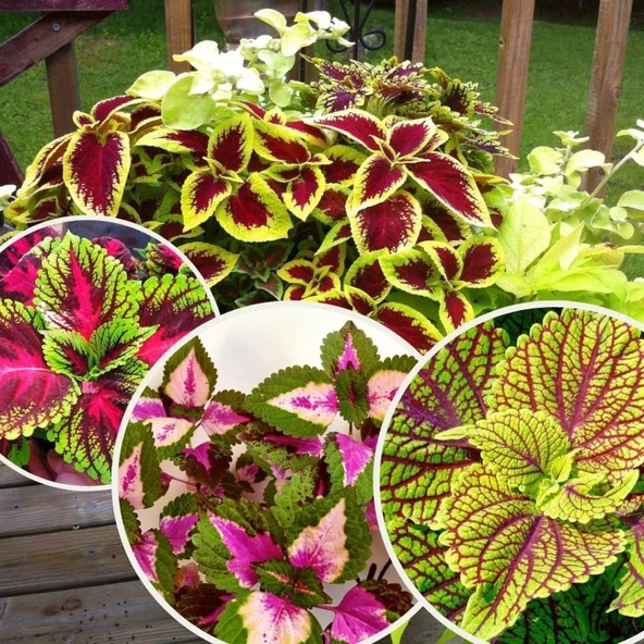 Yaprağı Güzel Kolyos Çiçeği Fidanı Özel Renk 10-20 cm - Resim 3