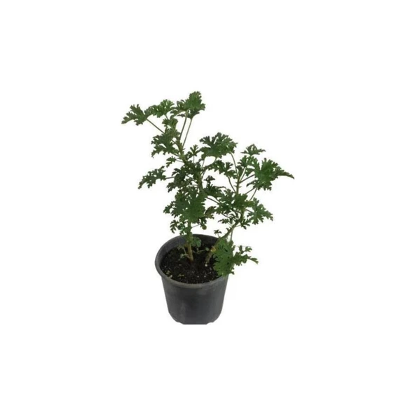 Gül Kokulu Itır Çiçeği Fidanı Küçük Boy 5-15 cm