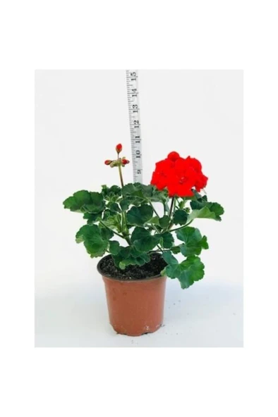 Sardunya Fidesi Kırmızı Saksılı 10 Cm