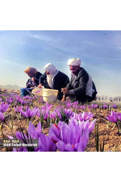Golestan İran Safranı 2 gr - 5