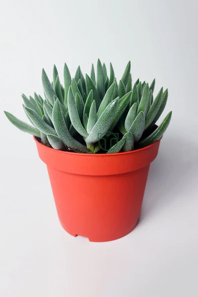 Crassula Mesembryanthemoides tüylü yapraklı özel tür sukulent