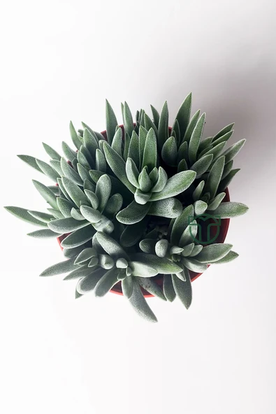Crassula Mesembryanthemoides tüylü yapraklı özel tür sukulent - 3