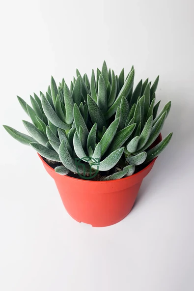 Crassula Mesembryanthemoides tüylü yapraklı özel tür sukulent - 2