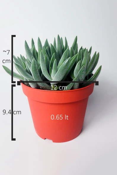 Crassula Mesembryanthemoides tüylü yapraklı özel tür sukulent - 4