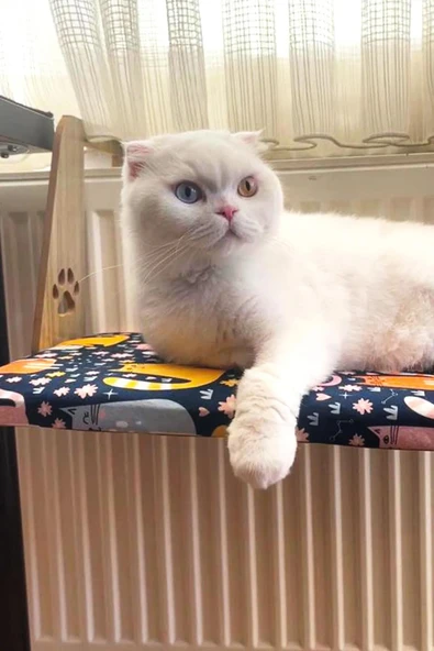 Kalorifer Petek Radyatör Yatağı,Kedi-Köpek Yatağı, Askılı Kedi Yatağı, Hediye Paspas - 3