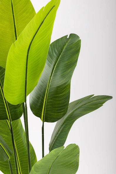 Güleç Yapay Çiçek Yapay Starliçe Ağacı 160 Cm Geniş Yapraklı Krem Gold Saksı - Resim 4