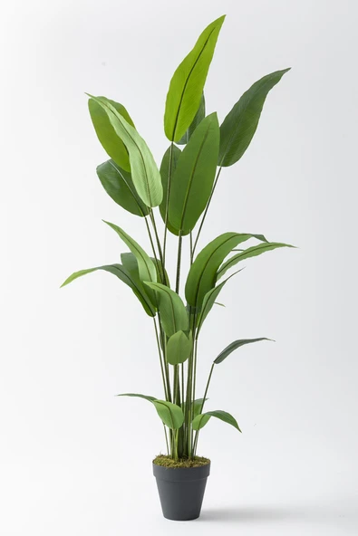 Güleç Yapay Çiçek Yapay Starliçe Ağacı 200 Cm Siyah Saksı