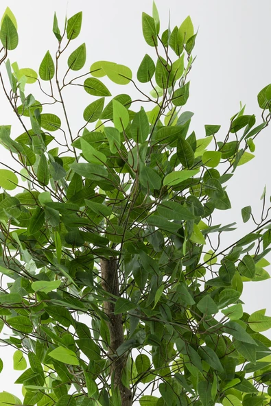 Güleç Yapay Çiçek Yapay Benjamin Ağacı 160 Cm 72 Dal - 4