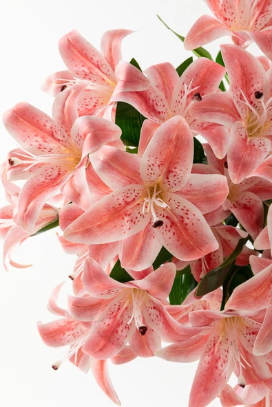 Güleç Yapay Çiçek Yapay Islak Kazabılanka Çiçeği Pembe 9 Dal - Resim 5