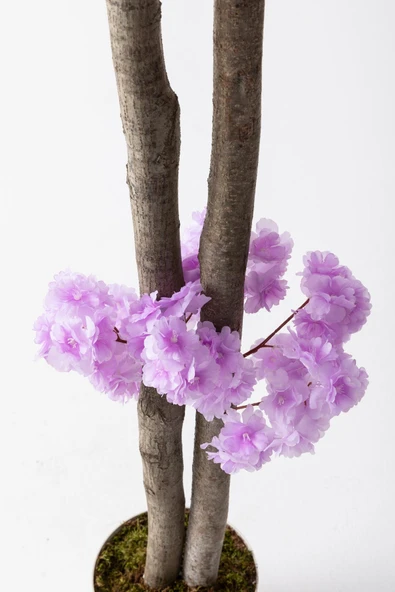 Güleç Yapay Çiçek Yapay Bahar Dalı Ağacı Mor 130 cm - Resim 5