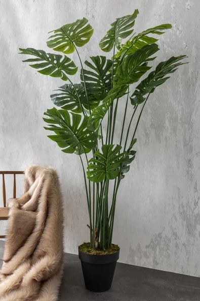 Güleç Yapay Çiçek Yapay DeveTabanı(Monstera) Ağacı 200 Cm - Resim 4
