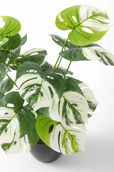 Güleç Yapay Çiçek Yapay Salon Köşe Çiçeği Devetabanı Beyaz 65 Cm - Resim 5