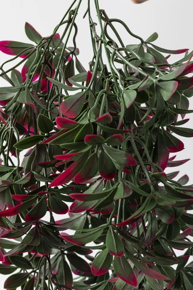 Yapay Sarmaşık Şeflore Uv Korumalı Yeşil Pembe 80 Cm 5 Dal - Resim 4