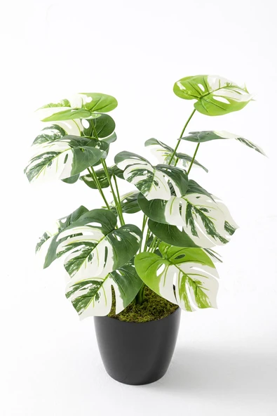 Güleç Yapay Çiçek Yapay Salon Köşe Çiçeği Devetabanı Beyaz 65 Cm - Resim 3