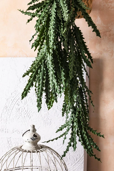 Güleç Yapay Çiçek Yapay Sarmaşık Kaktüs UV Korumalı 80 Cm 5 Dal - 2