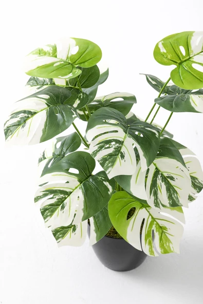 Güleç Yapay Çiçek Yapay Salon Köşe Çiçeği Devetabanı Beyaz 65 Cm - Resim 4